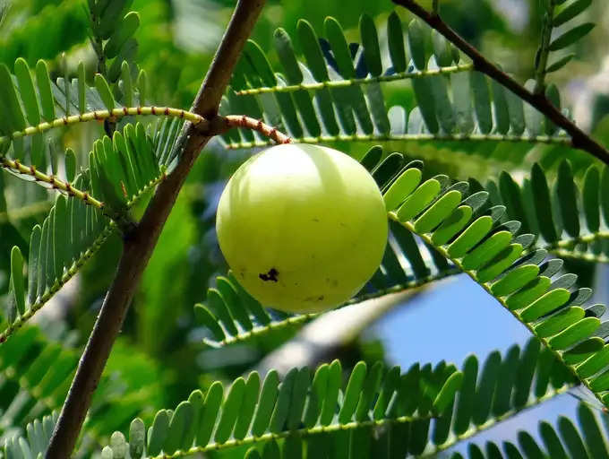 ​ಚಳಿಗಾಲ, ಆರೋಗ್ಯ ಸಮಸ್ಯೆಗಳು ಮತ್ತು ಆಮ್ಲ