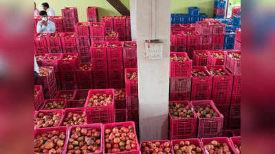 Pomegranate Price: डाळिंबाला मिळाला विक्रमी भाव; त्या शेतकऱ्यांना अतिवृष्टीचा असाही लाभ!