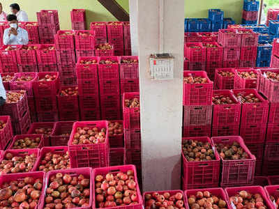 Pomegranate Price: डाळिंबाला मिळाला विक्रमी भाव; त्या शेतकऱ्यांना अतिवृष्टीचा असाही लाभ!