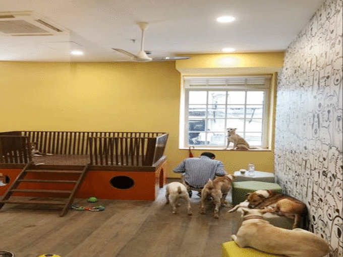 कुत्तों के लिए रतन टाटा ने बनवाया बॉम्बे हाउस में घर