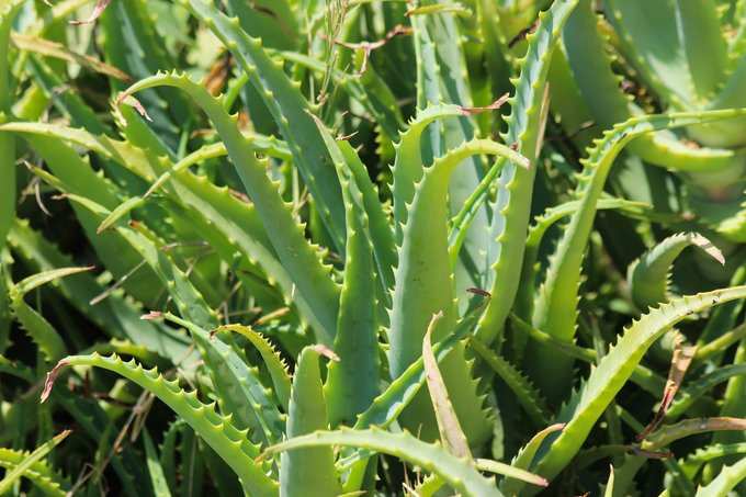 aloevera