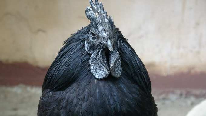 1. അയാം സിമാനി ചിക്കൻ (Ayam Cemani chicken)