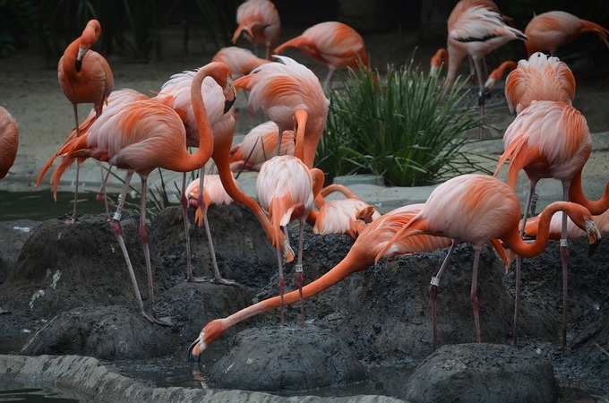 2. അരയന്നക്കൊക്ക് (Flamingoes)
