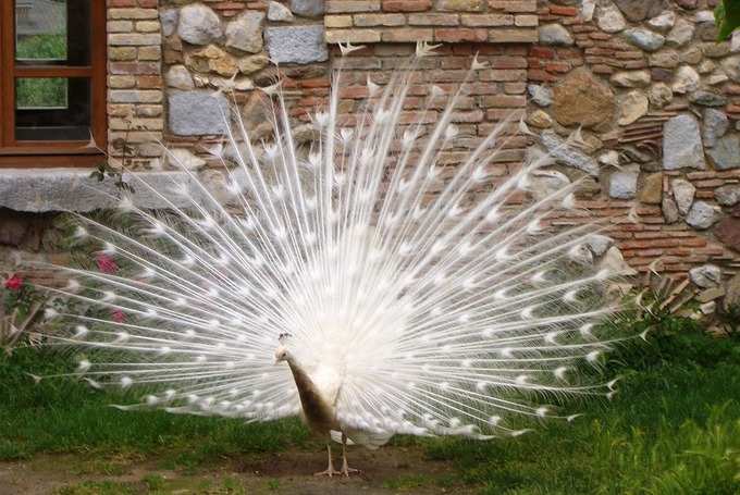 3. വെളുത്ത മയിലുകൾ (White Peacocks)