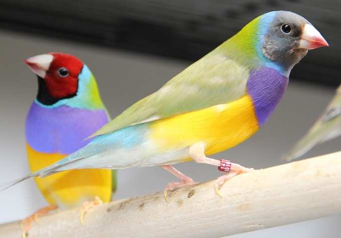 4. ഗൗൾഡിയൻ ഫിൻച് (Gouldian Finch)