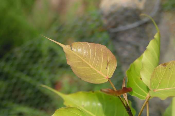 ​ಅರಳಿ ಮರದ ಉಪಯೋಗಗಳು