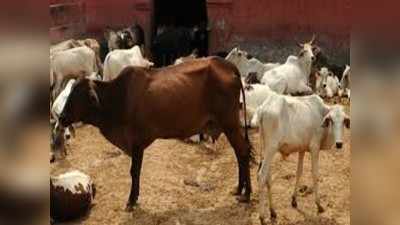 गायों के लिए श्मशान बना प्रदेश का पहला गौ अभयारण्य, रविवार को यहीं होगी गौ कैबिनेट की पहली बैठक
