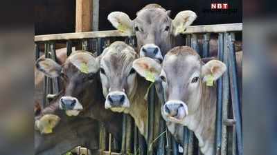 Churu News: गौशाला में 78 गायों की मौत, 70 और की हालत खराब!