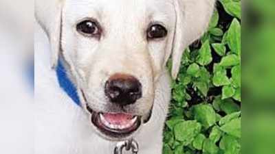 MP : एमपी पुलिस करवा रही है कुत्ते का DNA टेस्ट, मालिक को लेकर है झगड़ा