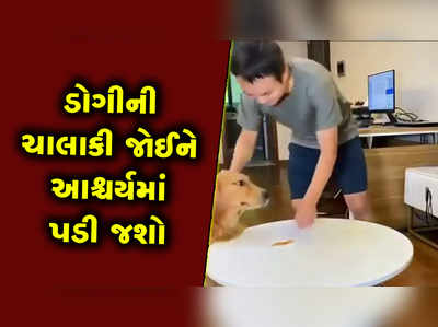 ડોગીની ચાલાકી જોઈને આશ્ચર્યમાં પડી જશો 