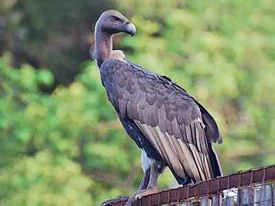 गिधाडांच्या प्रवासाचा मार्ग उलगडणार; सरकारचा वेगळा प्रयोग