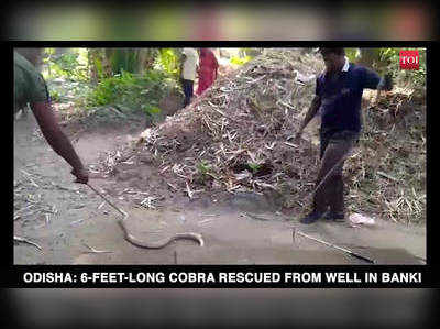 6-feet-long cobra rescued from well in Odishas Banki