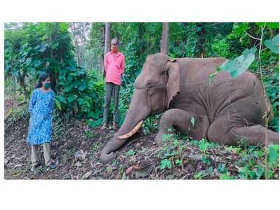 പീച്ചി കൊമ്പഴ വനത്തിനുള്ളില്‍ കാട്ടാനയെ ചെരിഞ്ഞ നിലയില്‍ കണ്ടെത്തി