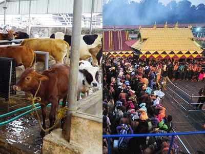 ശബരിമല സന്നിധാനത്തുമുണ്ട് ഒരു ഗോശാല; അയ്യപ്പൻ്റെ ഗോപാലകൻ പശ്ചിമ ബംഗാൾ സ്വദേശി!