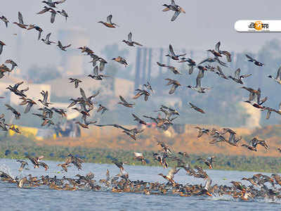 শীতের আগেই হাজির হাজার হাজার পরিযায়ীরা