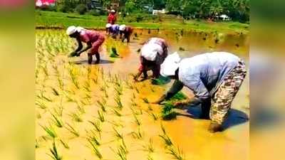 ആമ്പലുകള്‍ പടര്‍ന്ന് പന്തലിച്ച വെഞ്ചാലി വയലിൽ ഇനി പുഞ്ചകൃഷി; പഴയകാല ഈരടികൾ പാടി ഞാറ് നടീൽ