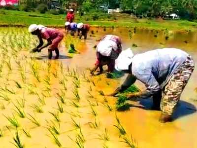 ആമ്പലുകള്‍ പടര്‍ന്ന് പന്തലിച്ച വെഞ്ചാലി വയലിൽ ഇനി പുഞ്ചകൃഷി; പഴയകാല ഈരടികൾ പാടി ഞാറ് നടീൽ