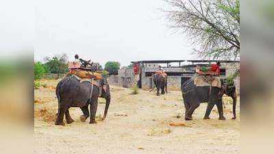 Jaipur news : Corona lockdown के बाद पहली बार आज से हाथी सवारी होगी शुरू, CM गहलोत ने दिये आदेश