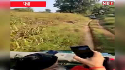 MP News: पन्ना टाइगर रिजर्व में एक साथ नजर आए 2 बाघ, देखें वीडियो