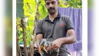 പറക്കാനാവാത്ത വേഴാമ്പലിന് രക്ഷകരായി ഫയർഫോഴ്സ് സിവിൽ ഡിഫൻസ് അംഗങ്ങൾ