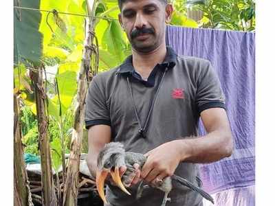 പറക്കാനാവാത്ത വേഴാമ്പലിന് രക്ഷകരായി ഫയർഫോഴ്സ് സിവിൽ ഡിഫൻസ് അംഗങ്ങൾ