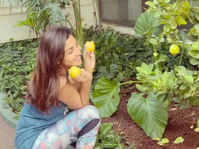 VIDEO: शिल्पा शेट्टी ने गार्डन से तोड़े नींबू साथ में दिया जिंदगी जीने का सॉलिड मेसेज