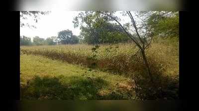 Udaipur news: रिहायशी बस्ती में घुसा पैंथर, खेत में गई महिला ने देखा, तो पूरे क्षेत्र में मची दहशत