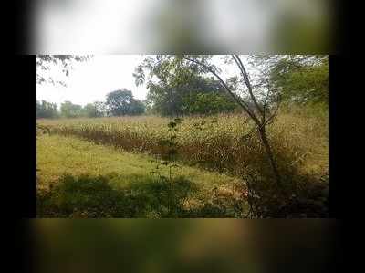 Udaipur news: रिहायशी बस्ती में घुसा पैंथर, खेत में गई महिला ने देखा, तो पूरे क्षेत्र में मची दहशत