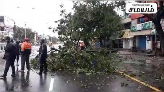 வேரோடு மரத்தை சாய்த்த 'நிவர்'