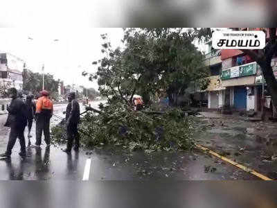 வேரோடு மரத்தை சாய்த்த நிவர்