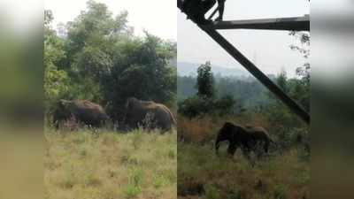 Jabalpur : बरगी इलाके में जंगली हाथियों का आतंक, लोगों में दहशत