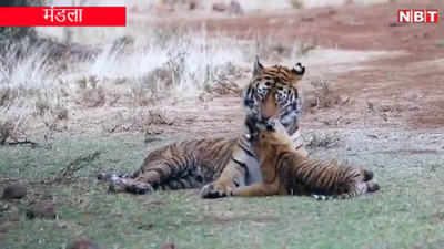 वायरल हो रहा मां-बेटे के प्यार का ये वीडियो, बाघिन के साथ अठखेलियां कर रहा नन्हा शावक