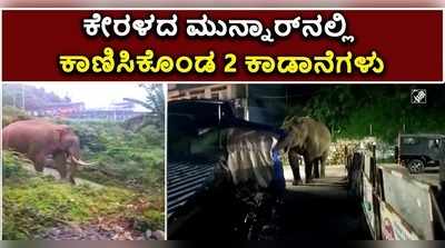 ವಿಡಿಯೋ | ಕೇರಳದ ಮುನ್ನಾರ್‌ನಲ್ಲಿ ಕಾಣಿಸಿಕೊಂಡ 2 ಕಾಡಾನೆಗಳು