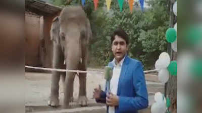 वीडियोः चिड़ियाघर में रिपोर्टिंग कर रहा था पाकिस्तानी पत्रकार, पीछे से हाथी ने कर दिया गजब कांड