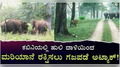 ಕಬಿನಿಯಲ್ಲಿ ಹುಲಿ ದಾಳಿಯಿಂದ ಮರಿಯಾನೆ ರಕ್ಷಿಸಲು ಗಜಪಡೆ ಅಟ್ಯಾಕ್‌!