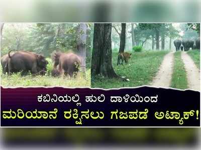 ಕಬಿನಿಯಲ್ಲಿ ಹುಲಿ ದಾಳಿಯಿಂದ ಮರಿಯಾನೆ ರಕ್ಷಿಸಲು ಗಜಪಡೆ ಅಟ್ಯಾಕ್‌!