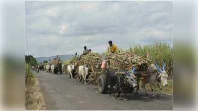 Kisan Andolan Latest News: तीन कृषि कानून नहीं, वेस्ट यूपी में तो गन्ने पर छिड़ी है जंग