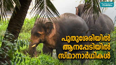 പുതുശേരിയില്‍ ആനപ്പേടിയില്‍ സ്ഥാനാര്‍ഥികള്‍