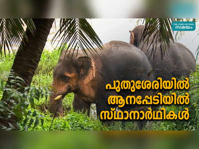 പുതുശേരിയില്‍ ആനപ്പേടിയില്‍ സ്ഥാനാര്‍ഥികള്‍