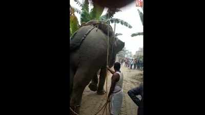 Siwan News: बारात में आए हाथी ने महावत को कुचल कर मार डाला, रातभर मचाया उत्पात, कई गाड़िया क्षतिग्रस्त