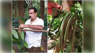 വിലത്തകര്‍ച്ചയും വിളനാശവും; ഇടവേളക്ക് ശേഷം വയനാട്ടിലെ കര്‍ഷകര്‍ വാനില കൃഷിയിലേക്ക് മടങ്ങുന്നു