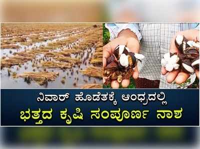 ನಿವಾರ್ ಹೊಡೆತಕ್ಕೆ ಆಂಧ್ರದಲ್ಲಿ ಭತ್ತದ ಕೃಷಿ ಸಂಪೂರ್ಣ ನಾಶ