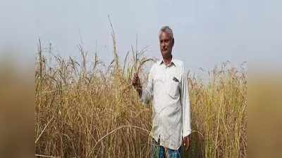 Bihar News: बिहार के ये किसान उगा रहे हैं मैजिक धान, ठंडे पानी में पकते हैं इसके चावल, जानिए इसकी और खूबियां