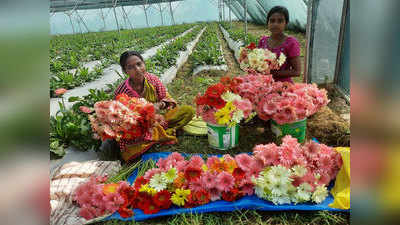 नौकरी छोड़ मधु ने शुरू की फूलों की खेती, बागवानी में हाथ आजमा ग्रामीण महिलाएं ऐसे बन रही आत्मनिर्भर भारत का हिस्सा