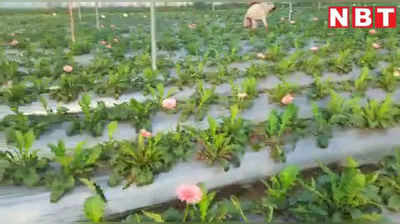 Jharkhand: रोजगार सेवक की नौकरी छोड़ मधु हांसदा ने शुरू की फूलों की खेती, ऐसे बदली उनकी जिंदगी