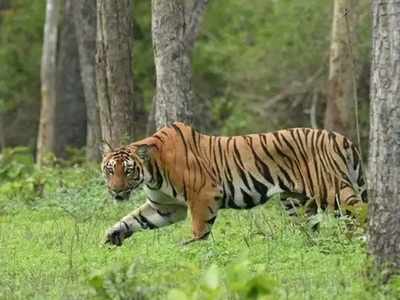 Tiger Attack: చేనులో పత్తి తీస్తున్న బాలికపై పెద్ద పులి దాడి