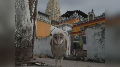 Badradri Temple: భద్రాద్రి రాముడి వద్దకు వింత పక్షి