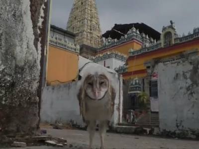 Badradri Temple: భద్రాద్రి రాముడి వద్దకు వింత పక్షి