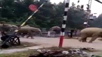 वीडियो: जंगली हाथियों ने कर लिया रेलवे क्रॉसिंग पर कब्जा, ये सीन विदेशी नहीं है