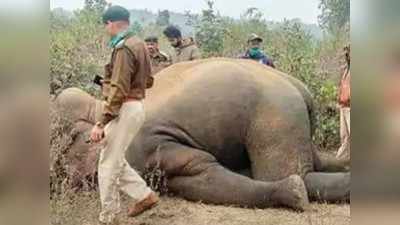 Madhya Pradesh : हाथी बलराम की मौत का राम ने लिया बदला, ग्रामीणों पर किया हमला